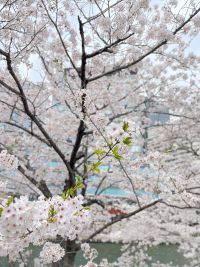 春よ来い