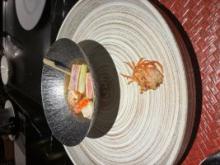 1月も残りわずかとなりました。