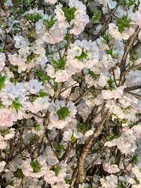 桜咲く美しい季節です。